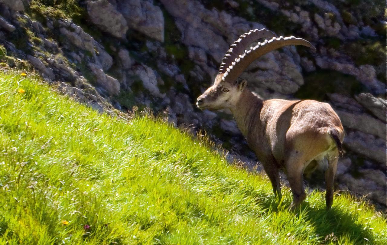 Hotel Landhaus Saentis Herisau Zewnętrze zdjęcie