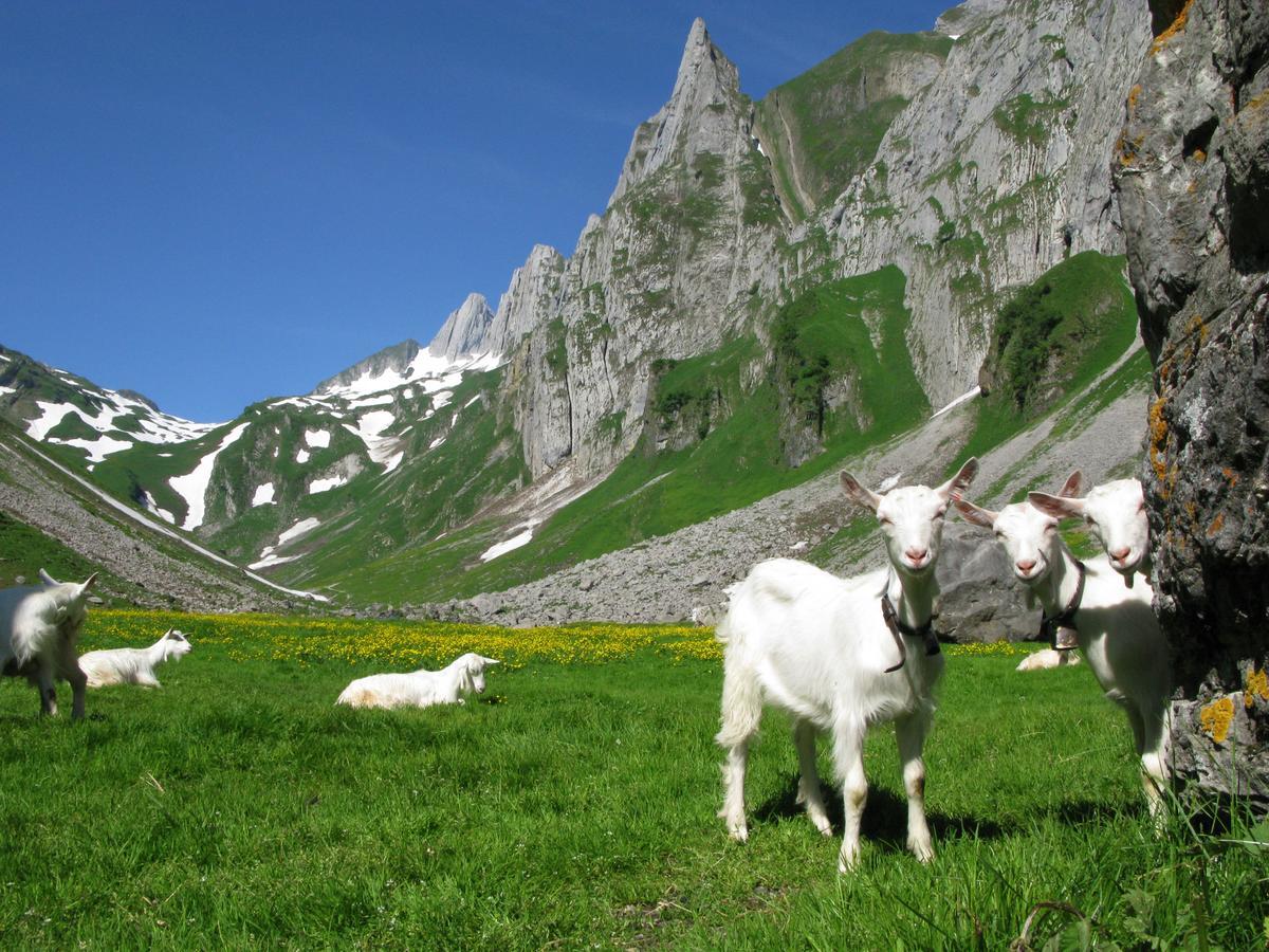 Hotel Landhaus Saentis Herisau Zewnętrze zdjęcie